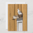 Suche nach dreieckig karten Möwe vogelfotografie