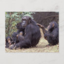 Suche nach ostafrika postkarten Schimpanse