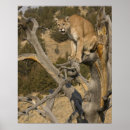 Suche nach puma poster Wildkatze