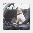 Suche nach gruben magnete Tiere