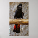 Suche nach tail poster Vogel