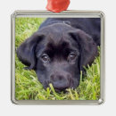 Suche nach schwarzer labrador ornamente Welpe
