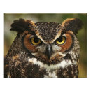 Suche nach braune eule poster Vögel