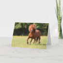 Suche nach shetlandpony postkarten Bob langrish