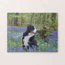 Suche nach bernese mountain dog puzzle Niedlich