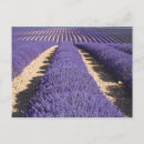 Suche nach provence postkarten Valensole