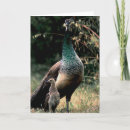 Suche nach pfaus karten Wild lebende tiere