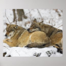 Suche nach drei tiere poster Horizontal