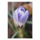Suche nach krokus poster Flora