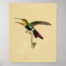 Suche nach vogelkunde poster Kolibri