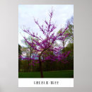 Suche nach redbud baum Natur