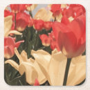 Suche nach tulpen untersetzer Jede person