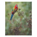 Suche nach rosella poster Vogel