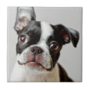 Suche nach boston terrier fliesen Haustiere
