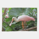 Suche nach rosa spoonbill Jede person