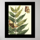 Suche nach schwarzer schmetterling poster Schmetterlinge
