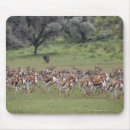 Suche nach herde mousepads Wild lebende tiere