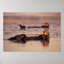 Suche nach seeotter poster Säugetier