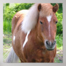Suche nach paint horse poster Farbpferd
