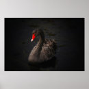 Suche nach schwarzer schwan poster Natur
