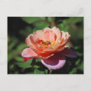 Suche nach aprikosen postkarten Rose