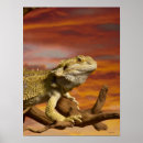Suche nach bärtigen poster Reptilien