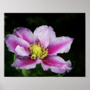 Suche nach clematis poster Lila