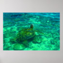Suche nach meeresschildkröten hawaii poster Strand