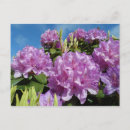 Suche nach rhododendron postkarten Blüte