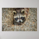 Suche nach waschbär poster Tiere