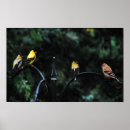 Suche nach schwarzer und gelber vogel poster Vögel