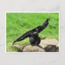 Suche nach gibbon postkarten Natur
