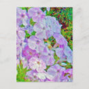 Suche nach phlox postkarten Blume