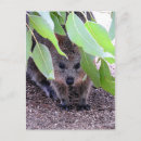 Suche nach quokka postkarten Rotninsel