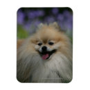 Suche nach zwergspitz magnete Kopf und oberkörper