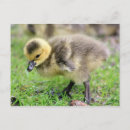 Suche nach goose postkarten Tiere
