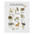 Suche nach australische tiere poster Koala