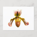 Suche nach orchideen blumen postkarten Gelb