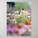 Suche nach echinacea poster Natur
