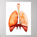 Suche nach menschliche organe poster Lunge