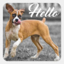 Suche nach boxer dog aufkleber Für sie