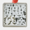 Suche nach zoologie ornamente Wanzen