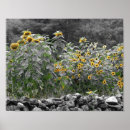 Suche nach garten mit sonnenblumen poster Für sie
