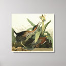 Suche nach john james audubon leinwandbilder Vogel