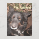 Suche nach zäh postkarten Hunde