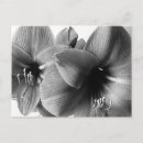 Suche nach amaryllis postkarten Blume
