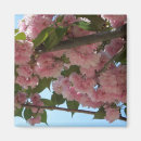 Suche nach kirschbaum magnete Blume