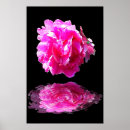 Suche nach rosa pfingstrose poster Pfingstrosen