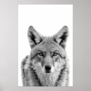 Suche nach coyote poster Kojot
