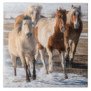 Suche nach pinto untersetzer Ranch